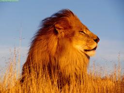 leonveintiuno